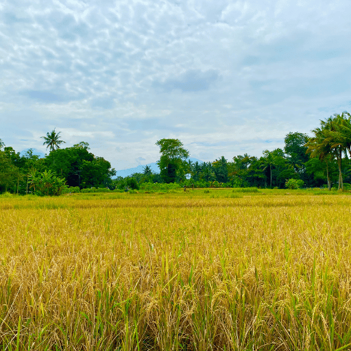 1,200 m³/h Flood Irrigation - Rice Paddy Operation