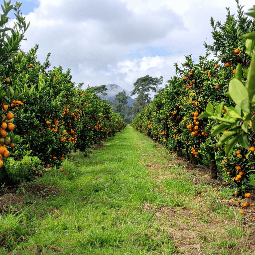 300-Acre Citrus Grove - Drip Irrigation Retrofit