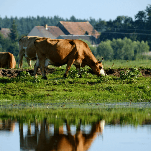 Livestock + Pond Transfer - Sediment-Heavy Surface Water